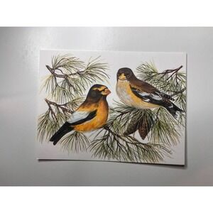 Evening Grosbeak Birds Picture Friendship Message Blank Greeting Card